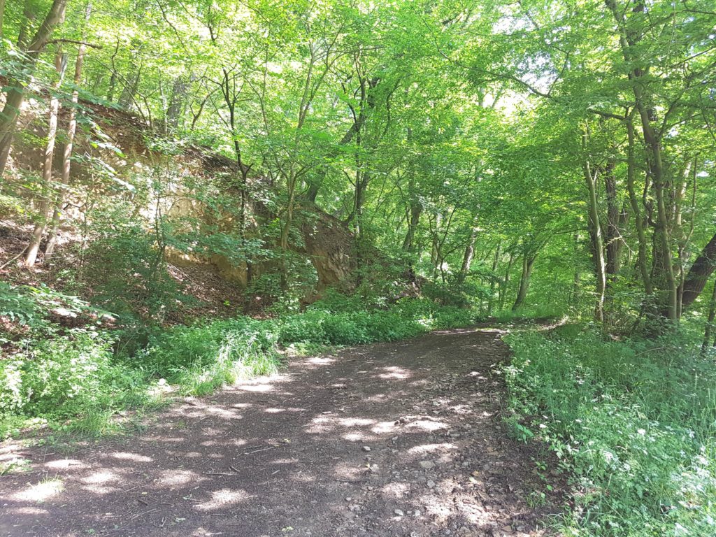 Wanderweg im Harz am Clusberg an der Stempelstelle HWN 205