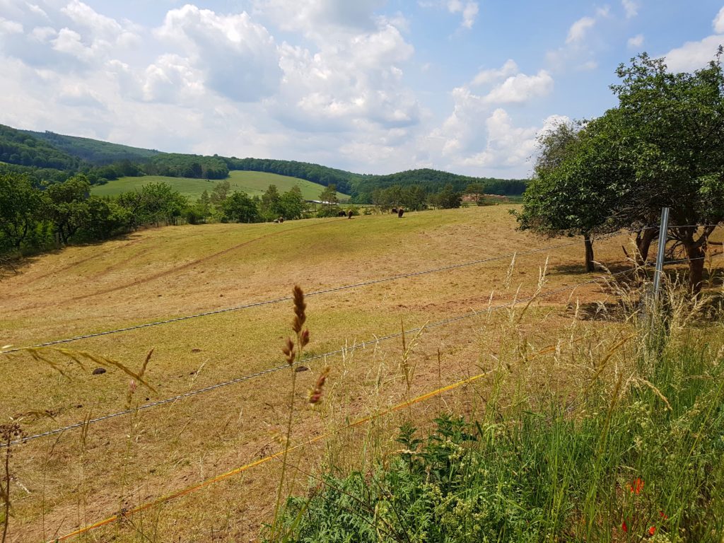 Wandern mit Kindern im Harz. Wir blicken über das Bisongehege. 