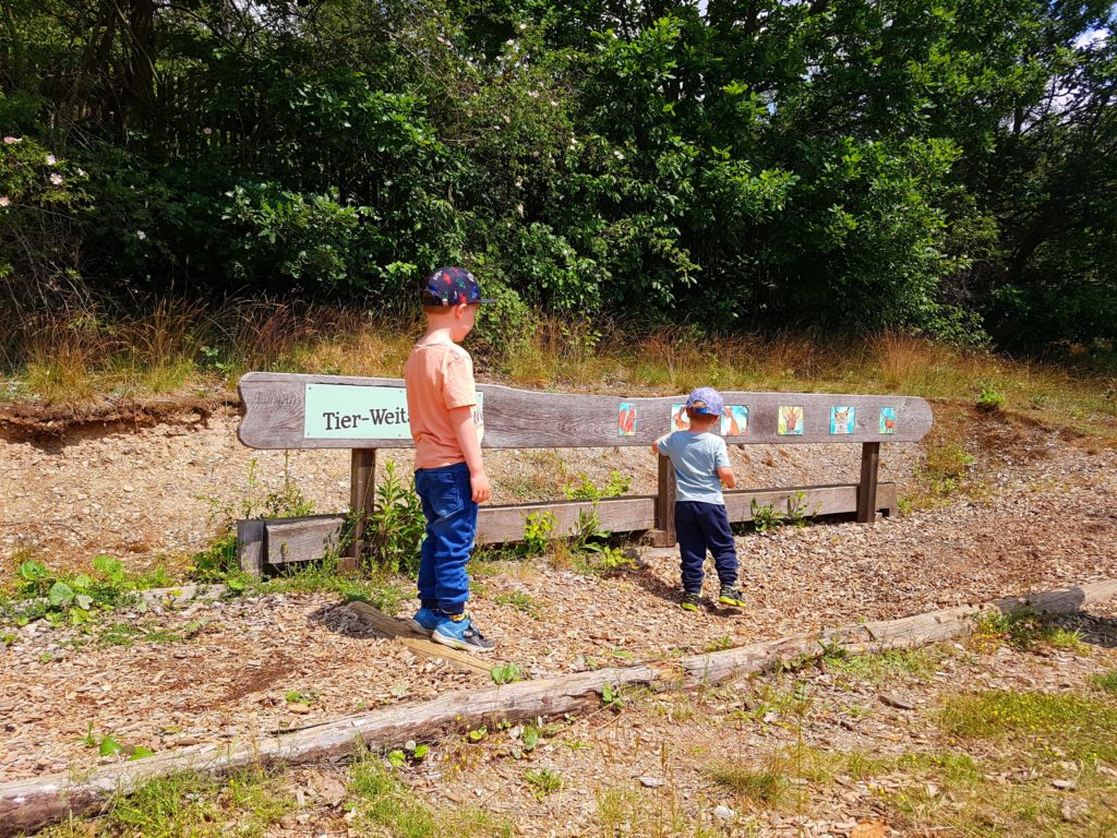 Wandern mit Kindern im Harz bei den Bisons. Tierweitsprung am Wanderweg.