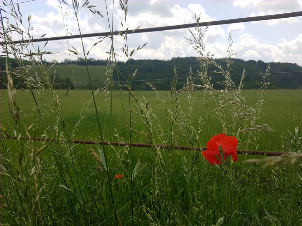 Wilde Gräser am Wegrand der Weide in Stangerode im Harz