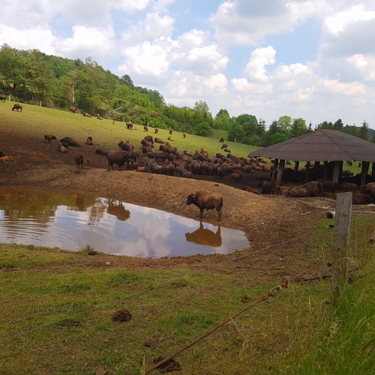 Bisons HWN 205