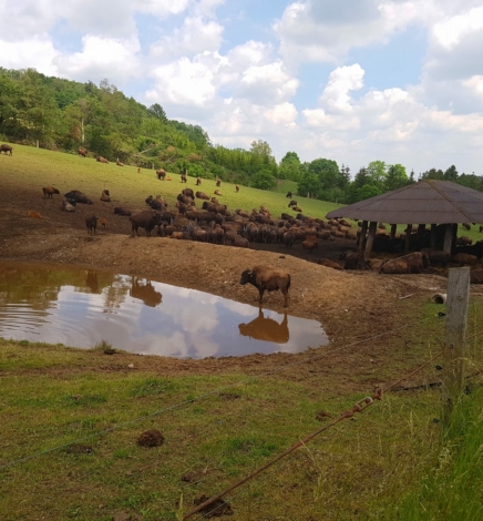 Wandern im Harz bei den Bisons und am Clusberg (HWN 205/HWN 86)