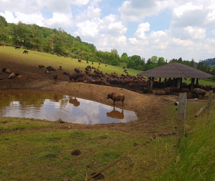 Wandern im Harz bei den Bisons und am Clusberg (HWN 205/HWN 86)
