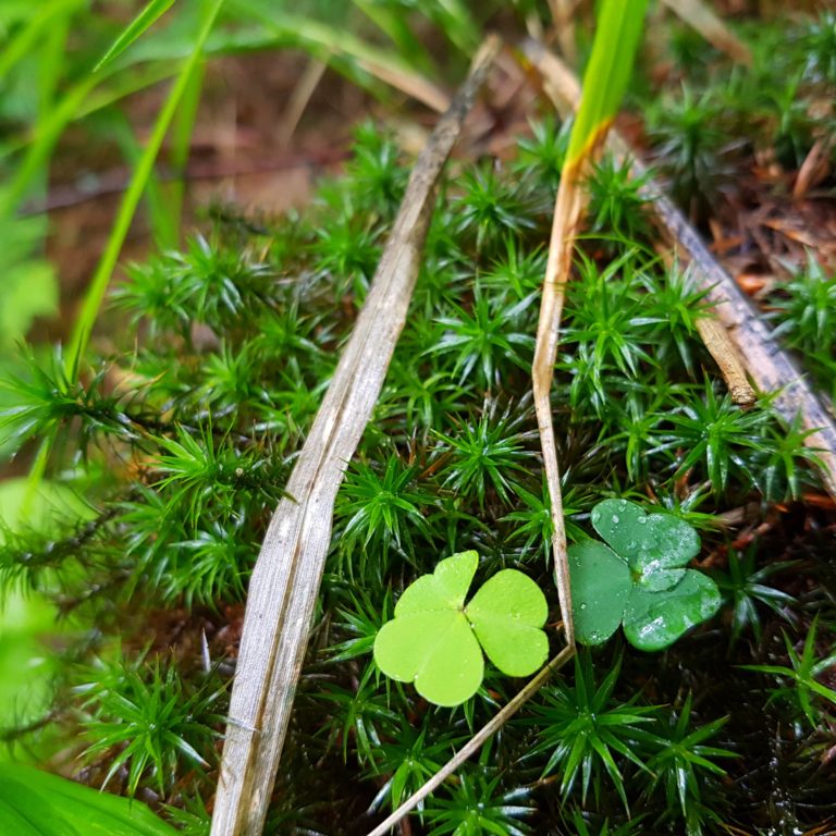 Kleeblätter und Grün auf einem Baumstamm im Wald