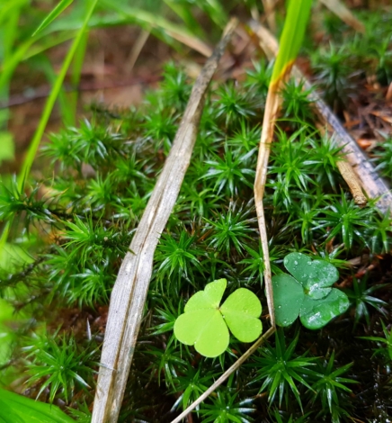 Wir wandern einen Kinderwanderweg im Thüringer Wald