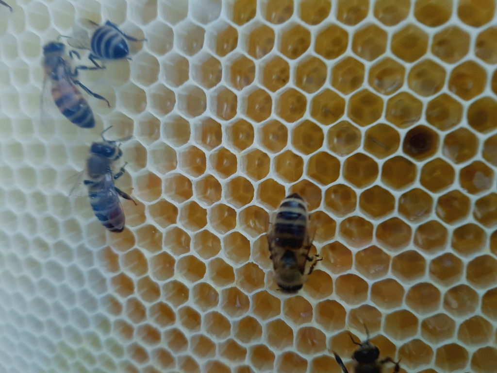 Bienenschaukasten in Balje
