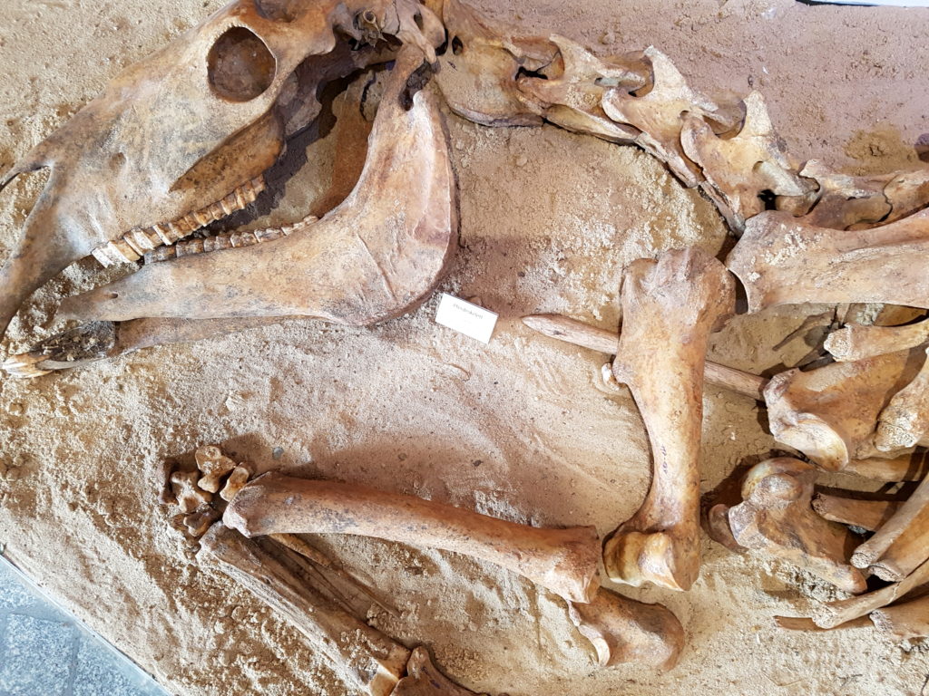 Sonderausstellung Equus im Natureum Niederelbe, Rundbogenhalle, Skelett Urpferd