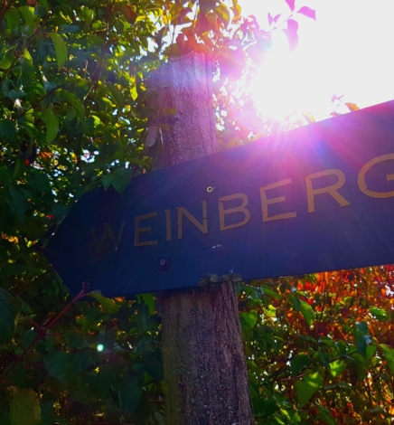 Wir laufen auf den Weinberg am Geiseltalsee