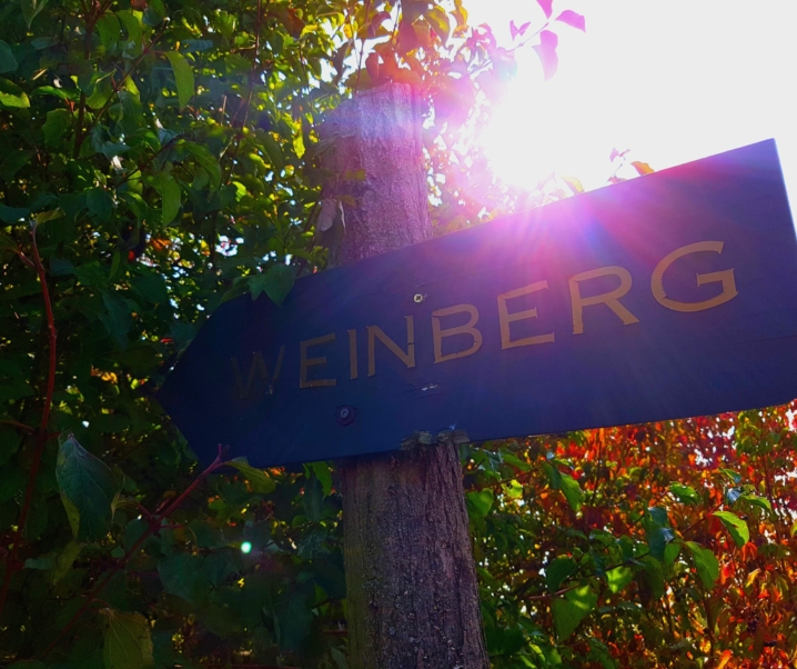 Wir laufen auf den Weinberg am Geiseltalsee