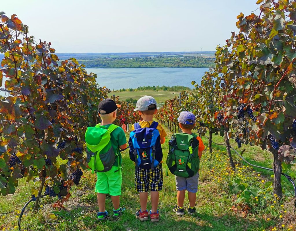 Kinder schauen den Weinberg Goldener Steiger zwischen den Weinreben hinab