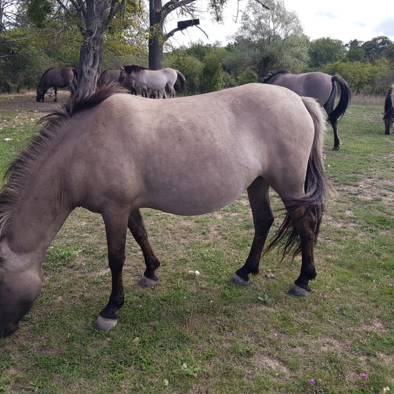 Wildpferde bei Naumburg in den Toten Tälern auf dem Rödel
