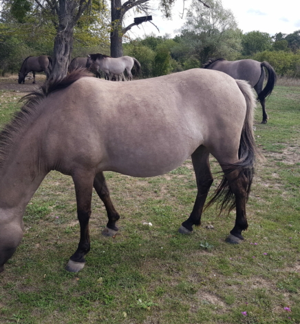 Bei den Wildpferden und den Orchideen in den Toten Tälern