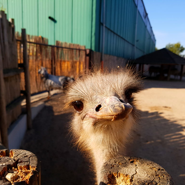 Vogel Strauß guckt über den den im Tierpark Memleben