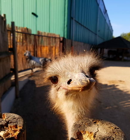Mit den Rabauken im Erlebnistierpark Memleben