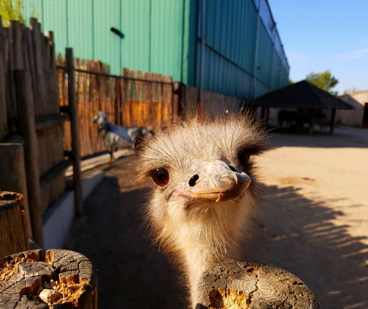 Mit den Rabauken im Erlebnistierpark Memleben