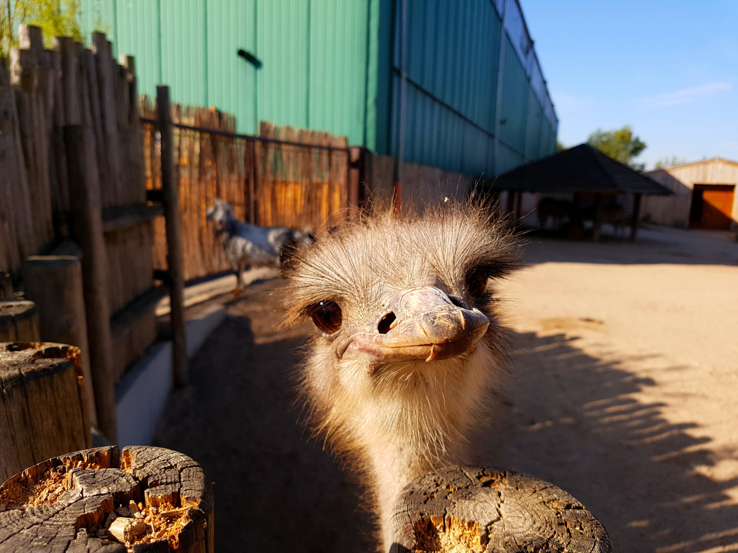 Vogel Strauß guckt über den den im Tierpark Memleben