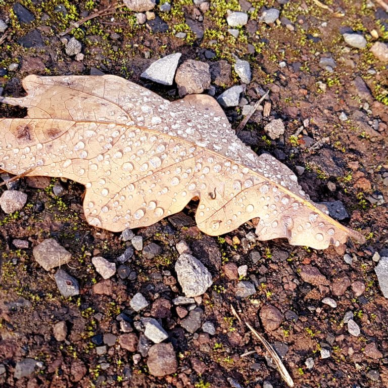 blatt regentropfen, mit kindern raus bei schlechtem wetter