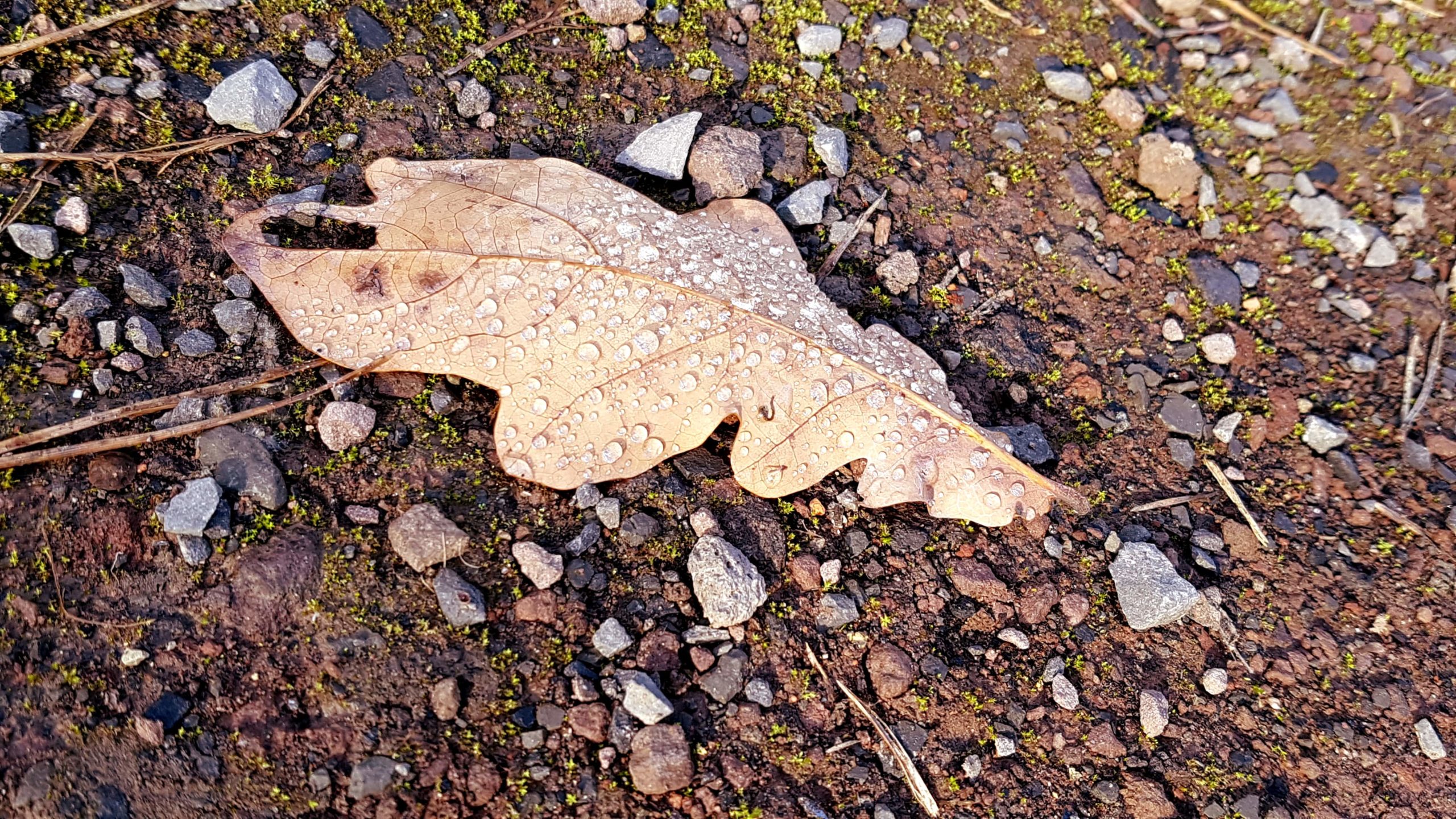 blatt regentropfen, mit kindern raus bei schlechtem wetter