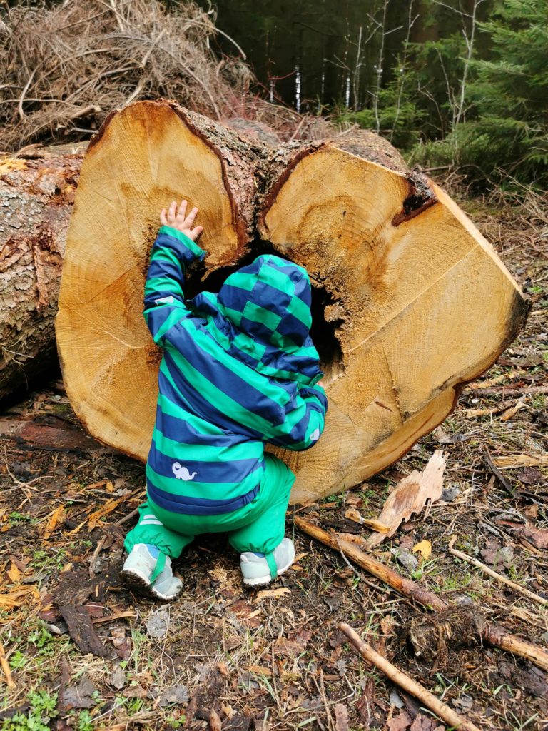 Kleinkind (Rabauken vom See) schut in ein Loch in einem Baumstamm auf dem Kinderwanderweg Naturmythenpfad im Harz