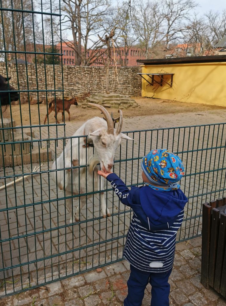 Junge am Ziegengehege