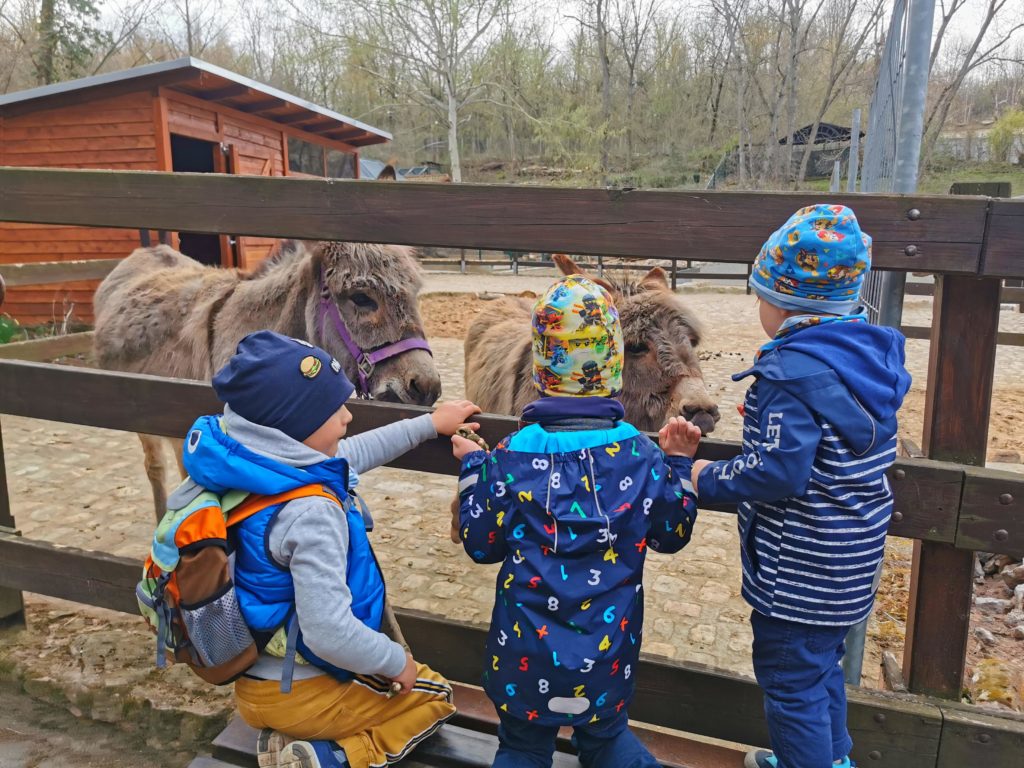 Kinder im Tierpark Weißenfels vor dem Eselgehege