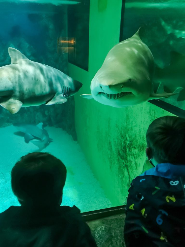 Jungs schauen ins Haifischbecken beim Familienausflug in Thüringen