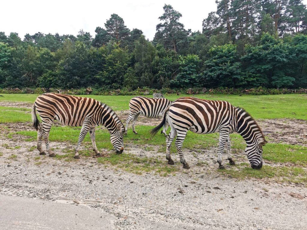 Zebras im Serengetipark in der Lüneburger Heide