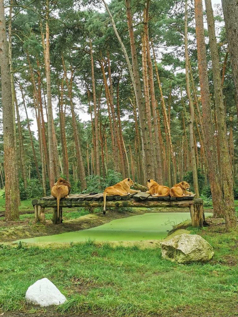 Löwen auf Safari im Serengetipark Hodenhagen, Lüneburger Heide mit Kind