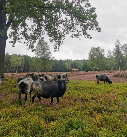 Heidschnucken gucken in der Lüneburger Heide