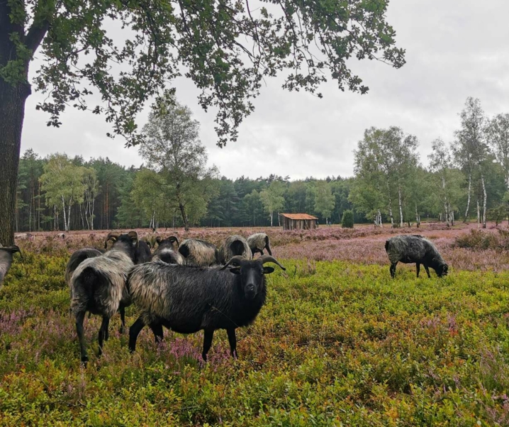 Heidschnucken gucken in der Lüneburger Heide