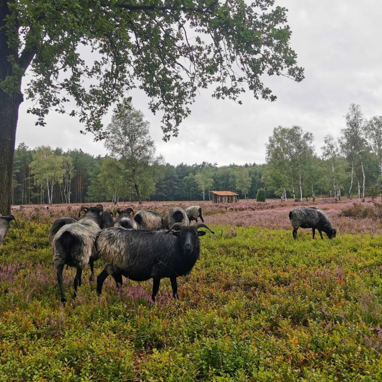 Heidschnucken in der Lüneburger Heide, Soltau