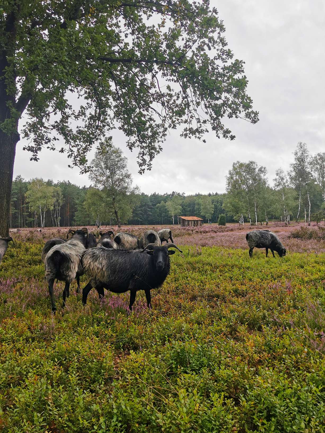 Heidschnucken in der Lüneburger Heide, Soltau