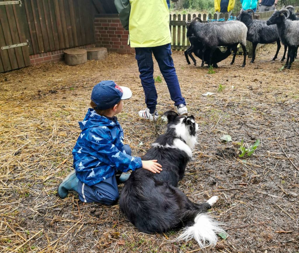 Kind und Hund vom Schäfer in der Lüneburger Heide, Schafe zusammentreiben, füttern