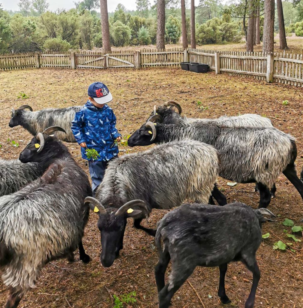 Heidschnucken Füttern im Wacholderpark in Soltau, Lüneburger Heide mit Kind