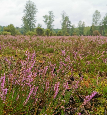 Familienurlaub in der Lüneburger Heide