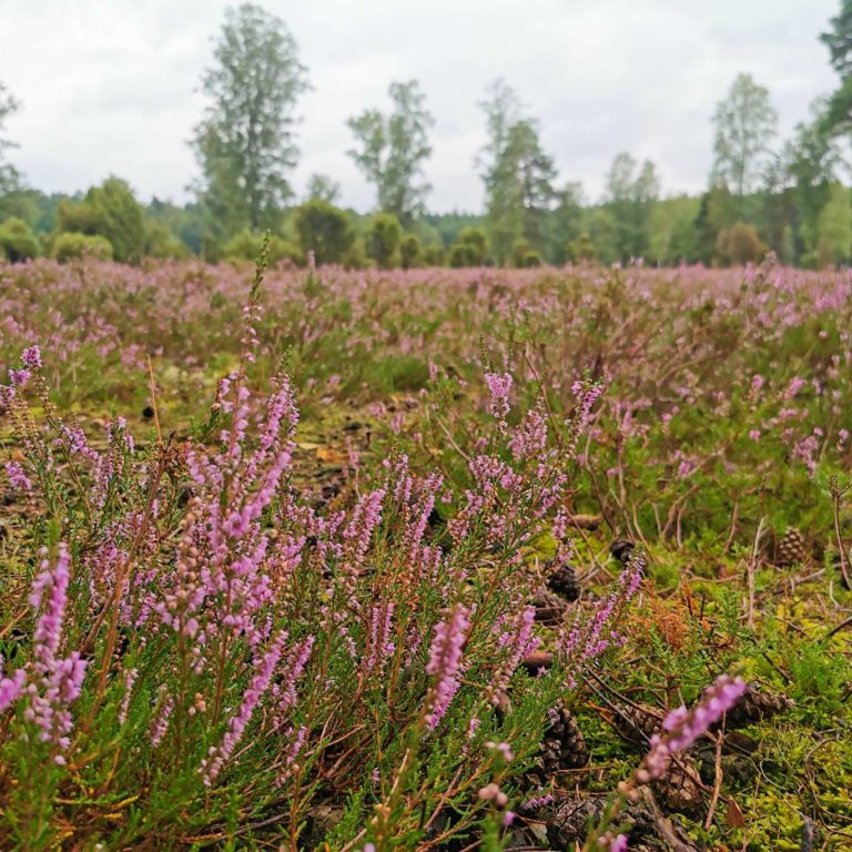Urlaub mit Kindern in der Lüneburger Heide, Rabauken vom See, Ausflugstipps, Heidekraut