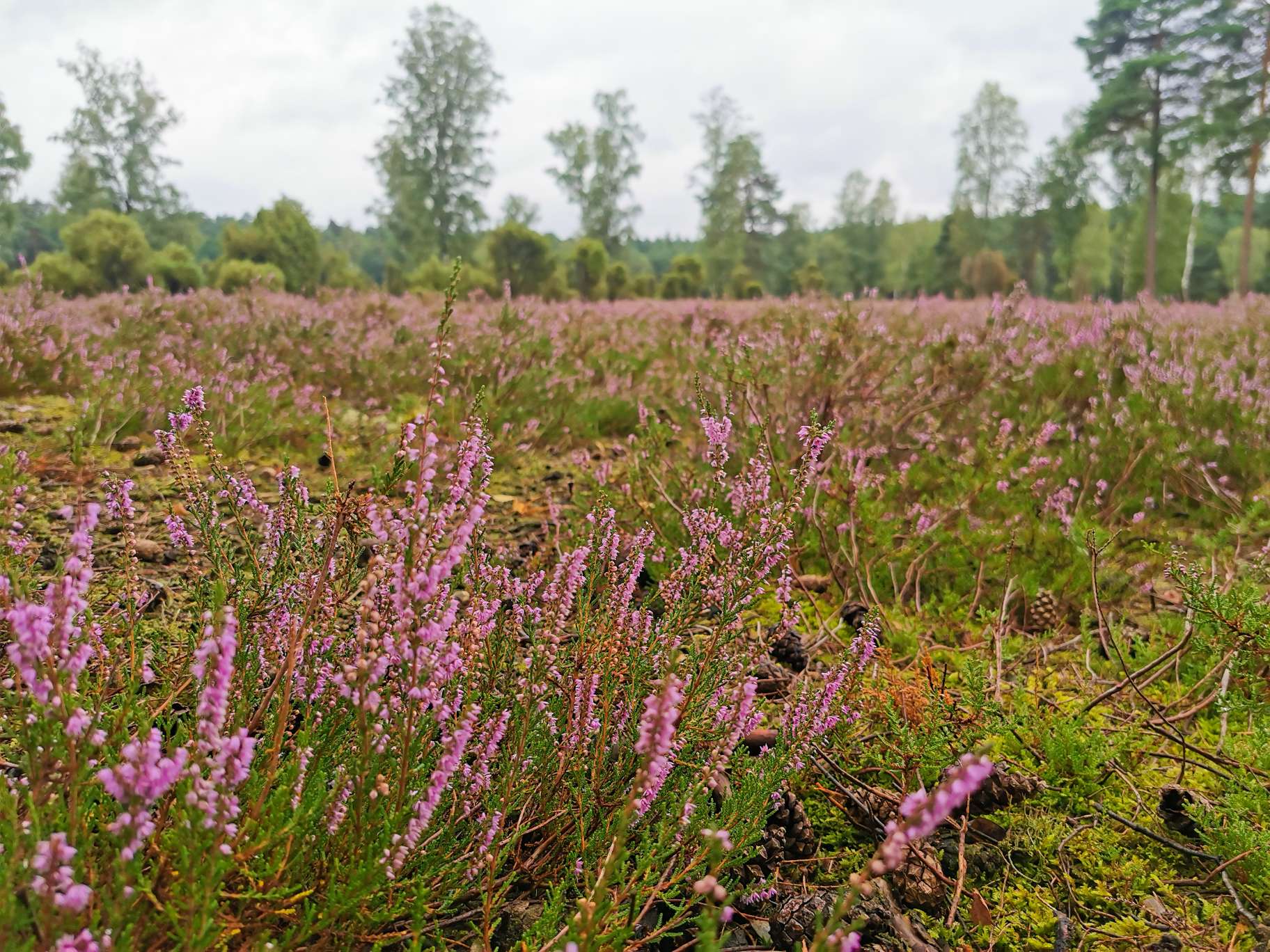 Urlaub mit Kindern in der Lüneburger Heide, Rabauken vom See, Ausflugstipps, Heidekraut