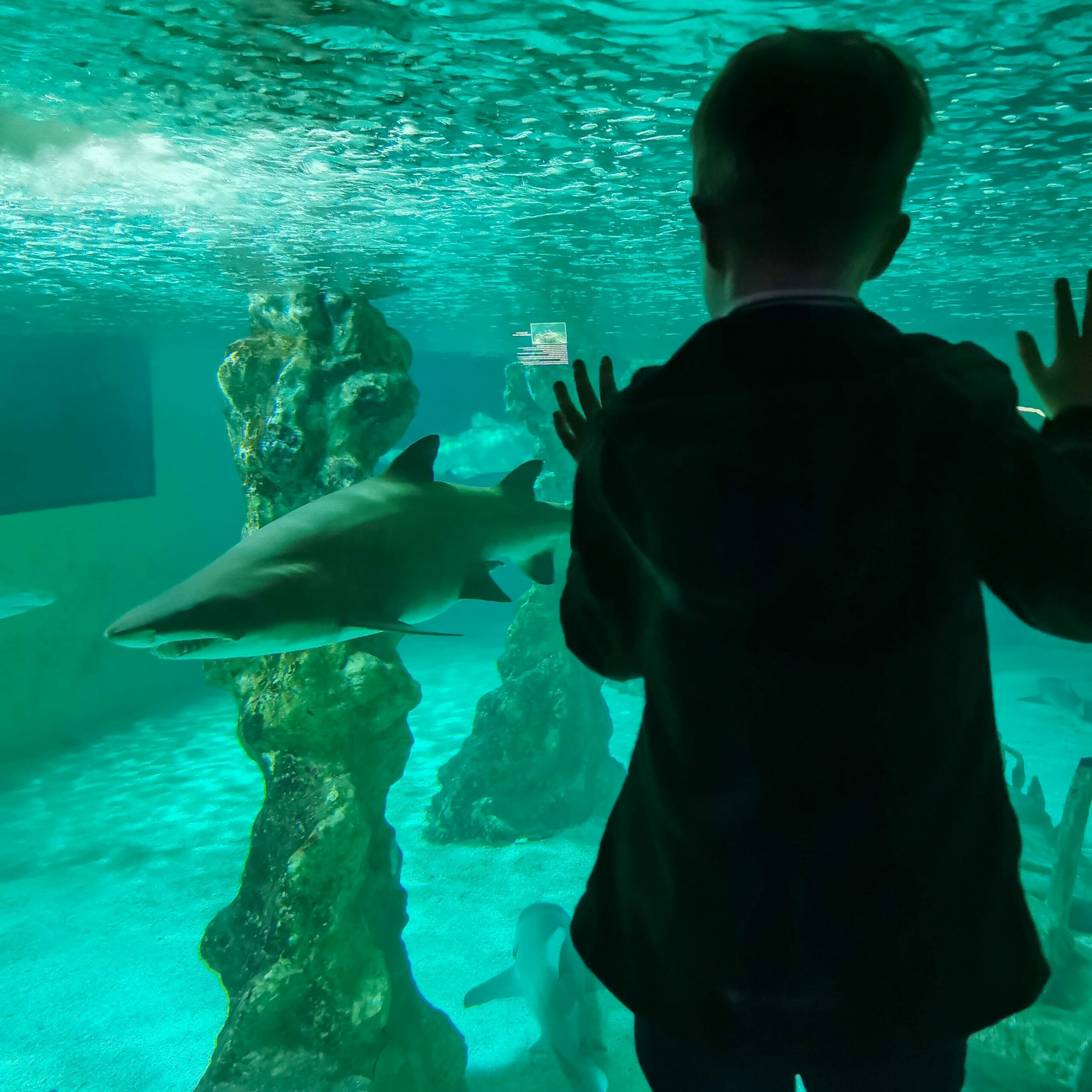 Junge am Haifischbecken im Meeresaquarium Zella_Mehlis
