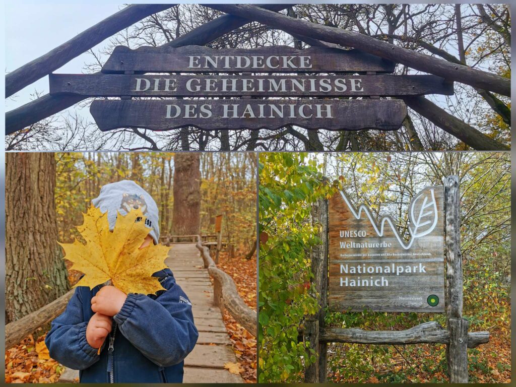 Urwald und Nationalpark Hainich mit Kindern erleben