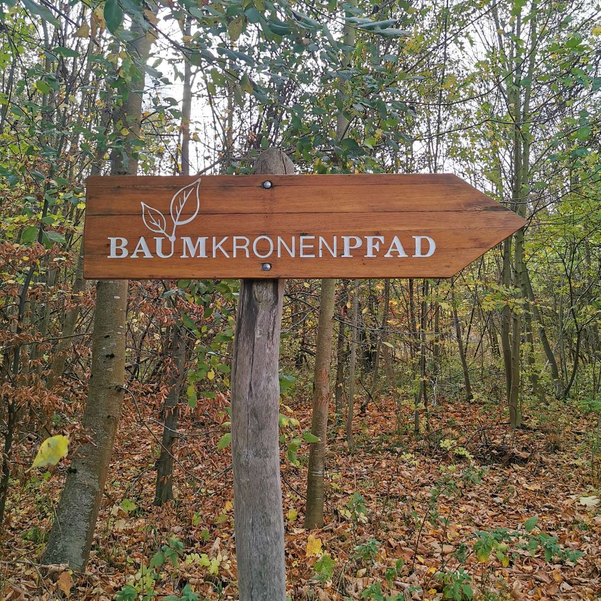 Baumkronenpfad im Nationalpark Hainich, Urwald erleben in Thüringen, Erfahrungsbericht, Rabauken vom See
